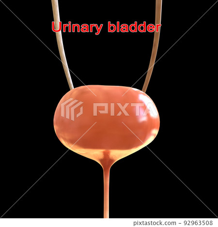 Human Urinary System Bladder Anatomy For... - Stock Illustration ...