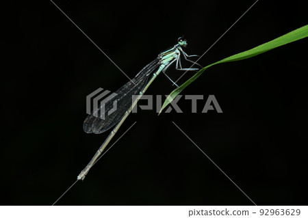 Night-time monolithic dragonfly 92963629