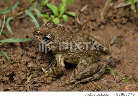  Bamboo shoots 92963770