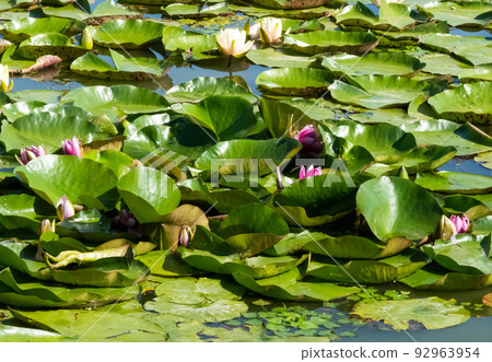 beautiful water lilies growing 92963954