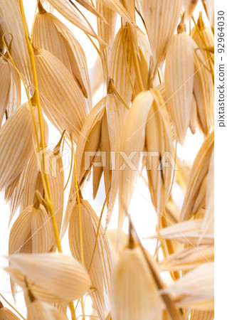 ear of oats isolated 92964030