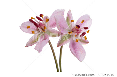 Susak flower isolated on white background Susak flower isolated on white background 92964040