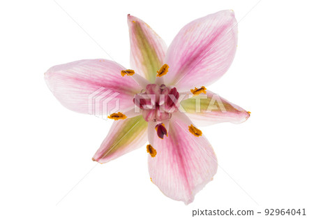 Susak flower isolated on white background Susak flower isolated on white background 92964041