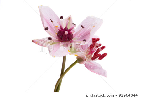 Susak flower isolated on white background Susak flower isolated on white background 92964044