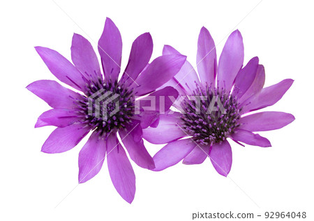 Immortelle pink isolated Immortelle pink isolated 92964048