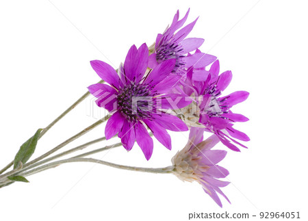 Immortelle pink isolated Immortelle pink isolated 92964051