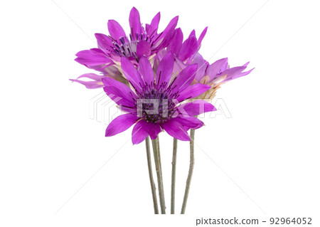 Immortelle pink isolated 92964052