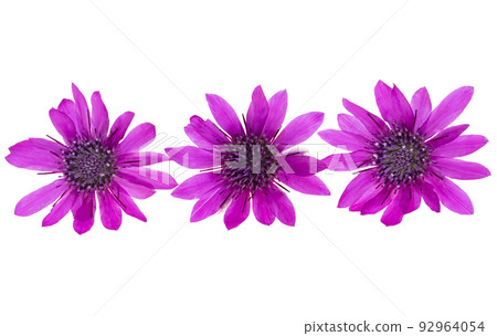 Immortelle pink isolated 92964054