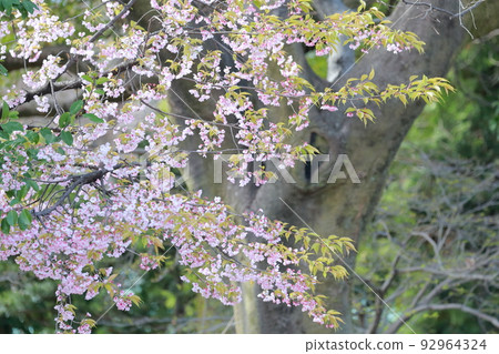 五顏六色的櫻花(愛知縣名古屋市的岡櫻、金櫻、名城公園) 五顏六色的櫻花(愛知縣名古屋市的岡櫻、金櫻、名城公園) 92964324