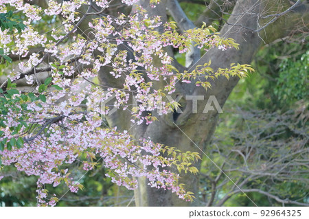 五顏六色的櫻花（愛知縣名古屋市的岡櫻、金櫻、名城公園） 92964325