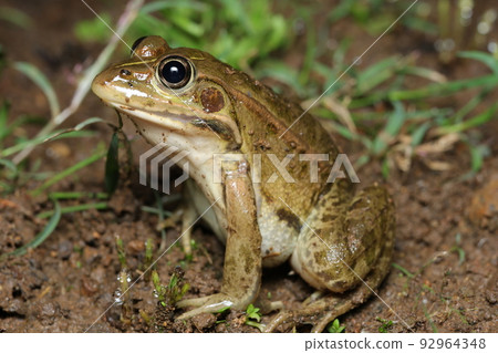 Tokyo dalo frog 92964348