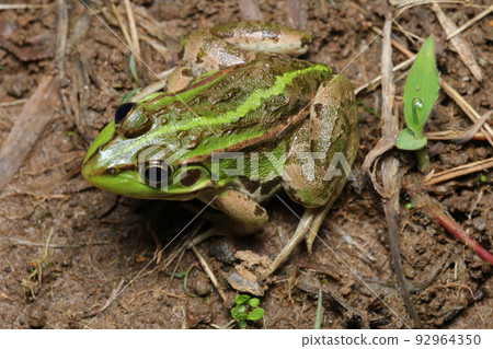 Tokyo dalo frog 92964350