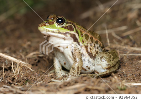 Tokyo dalo frog 92964352