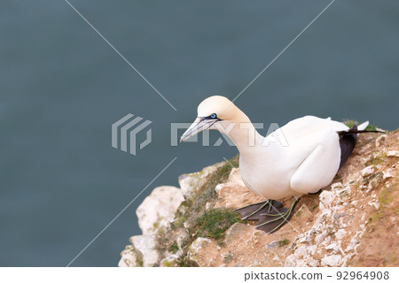 Close up of a Northern gannet on a cliff by the North sea 92964908