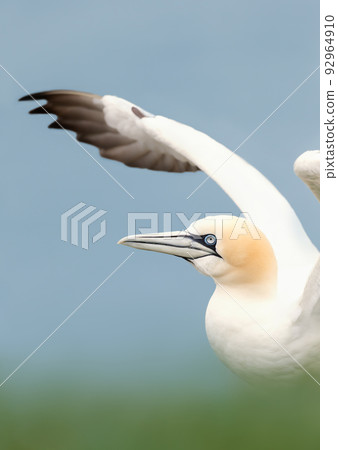 Northern gannet with open wings against blue background Northern gannet with open wings against blue background 92964910