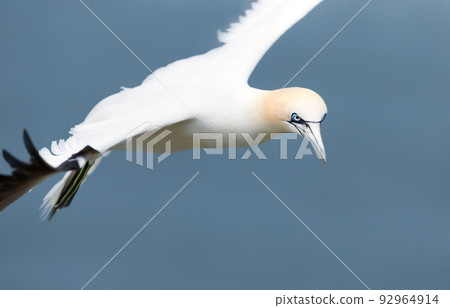 Close up of a Northern gannet in flight against blue sky 92964914