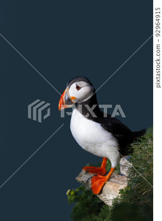 Atlantic puffin perched on a cliff edge by the North sea against blue background Atlantic puffin perched on a cliff edge by the North sea against blue background 92964915