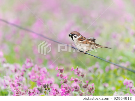 Eurasian tree sparrow against pink campion flowers 92964918
