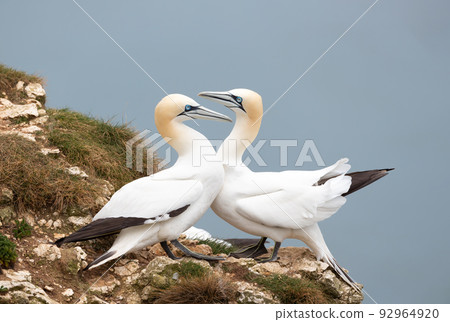 Close up of bonding Northern gannets on a cliff by the North sea 92964920