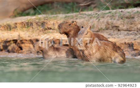 Group of Capybaras in water on a river bank Group of Capybaras in water on a river bank 92964923