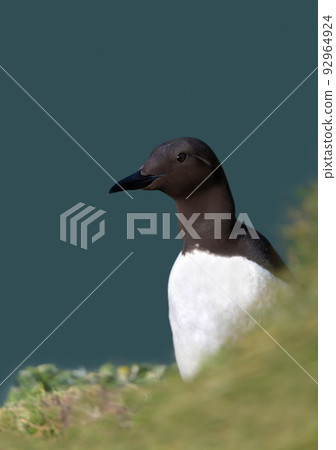 Portrait of a common Guillemot against blue background on a cliff edge Portrait of a common Guillemot against blue background on a cliff edge 92964924
