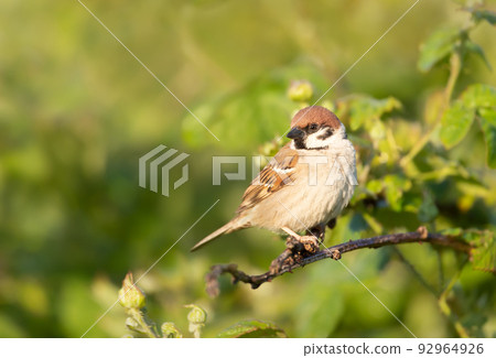 Eurasian tree sparrow perched on a shrub branch Eurasian tree sparrow perched on a shrub branch 92964926