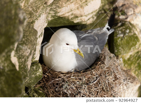Close up of a Kittiwake nesting on a cliff edge 92964927