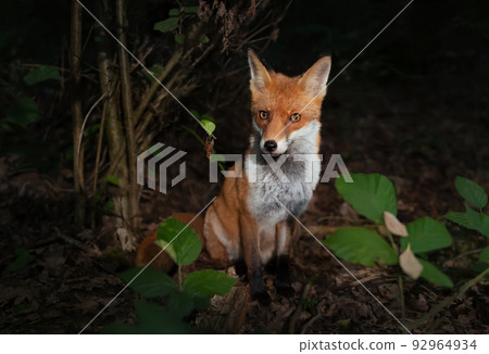 Close up of a Red fox (Vulpes vulpes) in forest Close up of a Red fox (Vulpes vulpes) in forest 92964934