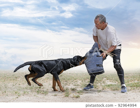 training of puppy rottweiler 92964994