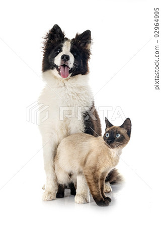 young Yakutian Laika and cat young Yakutian Laika and cat 92964995