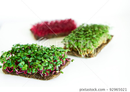 Microgreen plants mix of various plants. Person holding in hand. Growing microgreen mustard, chia, amaranth, radish seeds. Dense greenery growed on fabric. Against white background Microgreen plants mix of various plants. Person holding in hand. Growing microgreen mustard, chia, amaranth, radish seeds. Dense greenery growed on fabric. Against white background 92965021