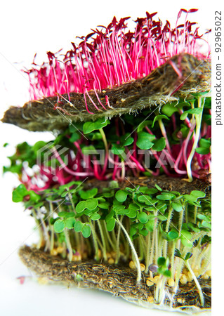 Microgreen plants mix of various plants. Person holding in hand. Growing microgreen mustard, chia, amaranth, radish seeds. Dense greenery growed on fabric. Against white background Microgreen plants mix of various plants. Person holding in hand. Growing microgreen mustard, chia, amaranth, radish seeds. Dense greenery growed on fabric. Against white background 92965022