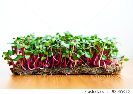 Microgreen radish planted without box on wooden background 92965030