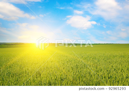 Green wheat field and bright sun rise. 92965293
