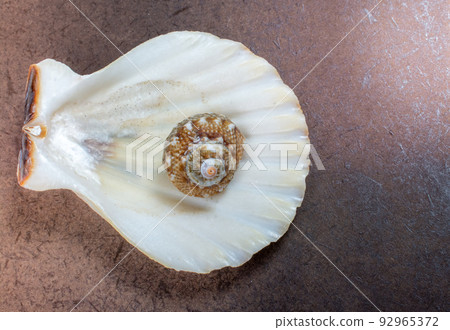 Background of seashell close-up. Mollusk seashell texture. Background of seashell close-up. Mollusk seashell texture. 92965372