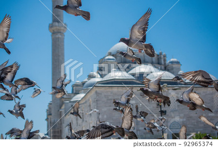 Lovely wild pigeons bird live in urban environment Lovely wild pigeons bird live in urban environment 92965374