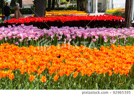 Blooming tulip flowers in spring as floral background Blooming tulip flowers in spring as floral background 92965395
