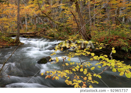 紅葉時節美麗清澈的溪流（青森縣十和田市奧入瀨峽谷） 92965737
