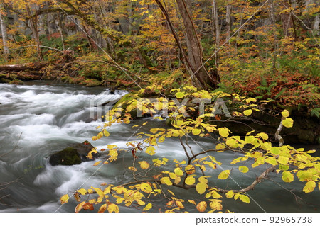 紅葉時節美麗清澈的溪流（青森縣十和田市奧入瀨峽谷） 92965738