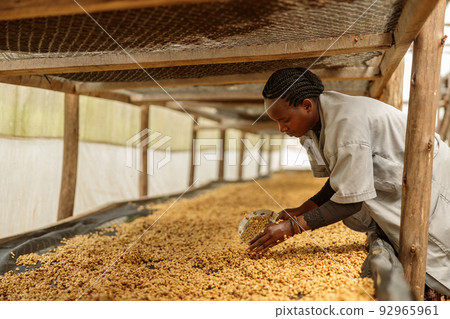 Female farm worker scooping coffee beans into a bowl during honey process 92965961
