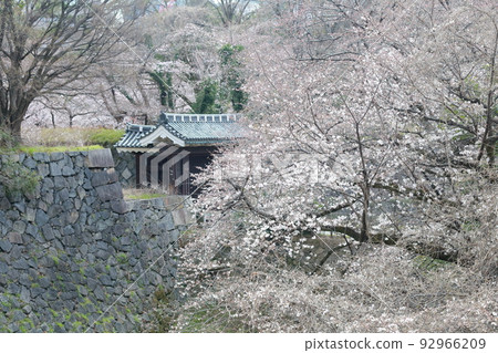 保護城堡的城門和櫻花（愛知縣名古屋市名古屋城二之丸大手二之門） 92966209