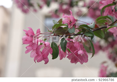 beautiful flowers on a branch of an apple tree against the background of a blurred garden. 92966786