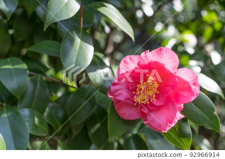 Pink camellia flowers 92966914