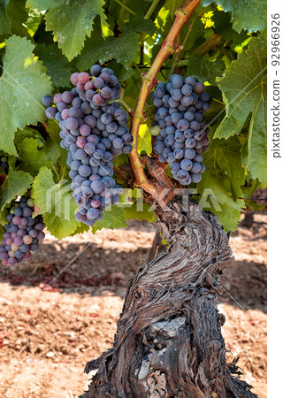 Bunches of grapes on the plant during the veraison phase. Agriculture. Bunches of grapes on the plant during the veraison phase. Agriculture. 92966926