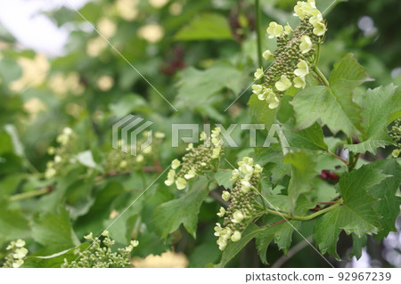 Blooming Guelder rose Viburnum opulus in a beautiful evening light. Blooming Guelder rose Viburnum opulus in a beautiful evening light. 92967239