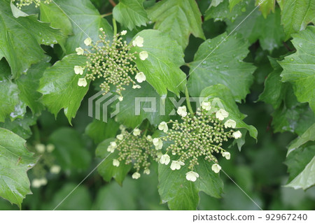 Blooming Guelder rose Viburnum opulus in a beautiful evening light. Beautiful white flowers Blooming Guelder rose Viburnum opulus in a beautiful evening light. Beautiful white flowers 92967240
