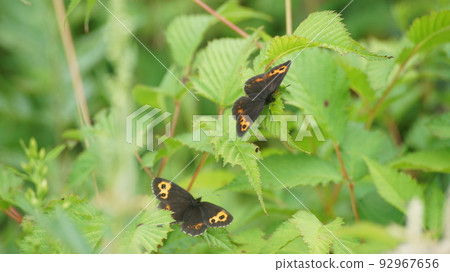 Perched on a leaf 92967656