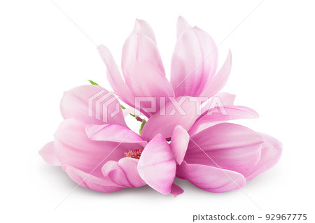 Pink magnolia flower isolated on white background with full depth of field Pink magnolia flower isolated on white background with full depth of field 92967775