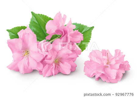 Sakura flower cherry blossom isolated on white background with full depth of field Sakura flower cherry blossom isolated on white background with full depth of field 92967776