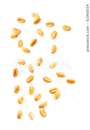 Falling wheat grains isolated on white background with clipping path, close-up. 92968054